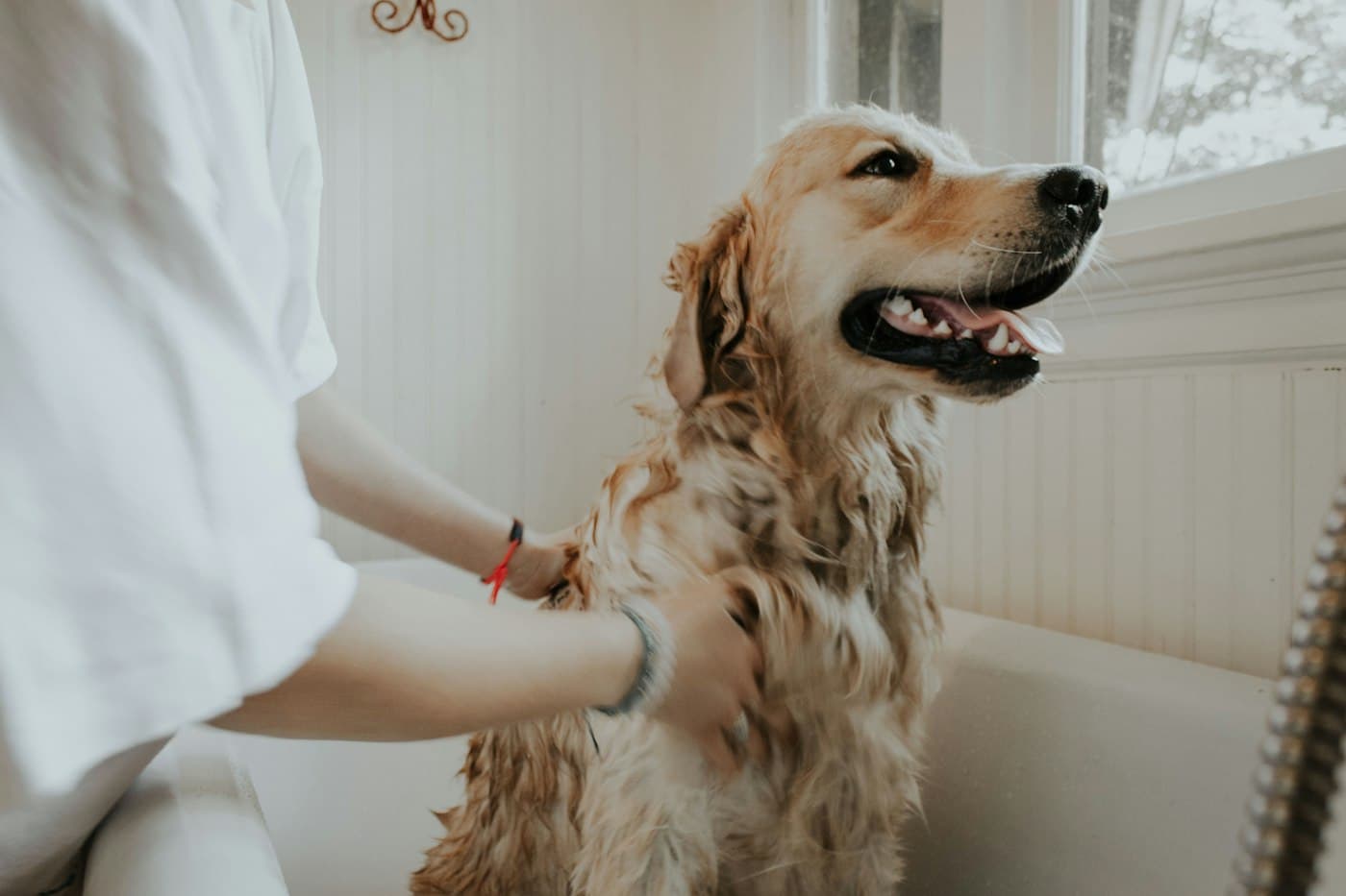 A groomer washing a golden retriever in a grooming tub.